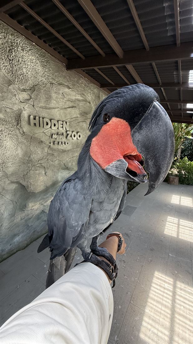 巴厘 Hidden Zoo 的黑棕榈凤头鹦鹉停在手臂上